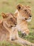 Young cubs of the Marsh Pride play around with the adult lions watching in the grass of the Masai Mara