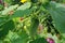 A young cucumber on a bush grown on a private plot without the use of fertilizers