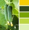 Young Cucumber in the garden. colour palette swatches