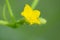 Young cucumber growing in the greenhouse. Yellow cucumber flower. Growing vegetables.