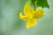 Young cucumber growing in the greenhouse. Yellow cucumber flower. Growing vegetables.