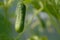 Young cucumber growing in the greenhouse. Yellow cucumber flower. Growing vegetables.