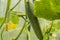 Young cucumber hanging on the plant, growing healthy vegetables in the greenhouse, climbing plant