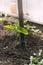 Young cucumber plants with wood stakes in the garden. Home greenhouse