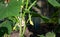 Young cucumbers grow at home