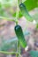 young cucumbers hang on a tied bush. Growing vegetables in the garden