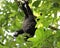 A young and curious black howler monkey