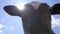 Young Curious Bull Trying to Sniff Camera. Close-up Of A Cow On A Sky Background