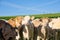 young curious cattle on a pasture