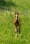 Young curious foal on a spring pasture