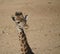Young and curious Giraffes tracks tourists in safari park