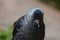 Young curious jackdaw