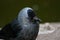 Young curious jackdaw