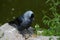 Young curious jackdaw