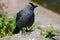 Young curious jackdaw