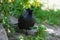 Young curious jackdaw