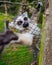 Young curious lemur