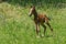 Young curious and lonely foal on a spring pasture