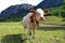 A young curious white-red simmental cattle with cowbells in the mountains