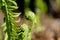 Young curl of a fern. Vivid picture