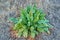 Young Curled Dock Rumex crispus plant growning in Texas