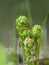 Young curled fern fronds in springtime close up