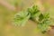 Young currant bush with buds. garden bushes in spring
