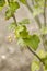 Young currant leaves and currant flowers bloom in the spring garden.