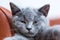 Young cute cat portrait close-up. The British Shorthair kitten with blue gray fur