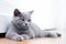 Young cute cat resting on wooden floor.