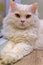 Young cute cat resting on wooden floor. The Scottish Fold long-haired pedigreed kitten