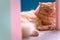 Young cute cat resting on wooden floor. The Scottish Fold  long-haired pedigreed kitten