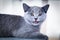 Young cute cat showing his tiny teeth. The British Shorthair kitten with blue gray fur