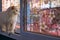 Young cute cat standing on a window. The Scottish Fold  long-haired pedigreed kitten