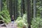 Young cute child boy with hiker backpack and stick standing alone on lit by bright sun mountain narrow path in dense pine forest o