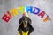 Young cute dachshund dog in festive costume with leather vest and in cap prepared for fun party and decorated room with happy birt
