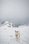 Young cute dog focusing on a snowball in mid air