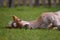 Young cute foal resting outdoor