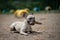 young cute french bulldog dog play with wooden stick in park