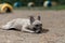 young cute french bulldog dog play with wooden stick in park