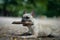 young cute french bulldog dog play with wooden stick in park