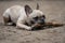 young cute french bulldog dog play with wooden stick in park