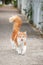 Young Cute Ginger and White Tabby Cat on the Footpath