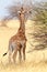 Young cute giraffe in Etosha national Park