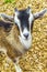 Young cute goat in farm on Wurmberg mountain Harz Germany
