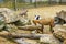 Young cute goats in farm on Wurmberg mountain Harz Germany