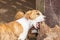 Young cute jack russel terrier puppy sharpening his teeht while biting into a treetrunk