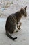 A young cute kitty with brown fur and having yellow eyes