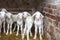 Young cute lambs standing in the hay with a brick wall in a farm