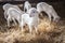 Young cute lambs standing in the hay with a brick wall in a farm